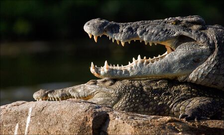 The Nile crocodile lies on a stone and from a heat has widely opened a mouth, showing huge teeth.の写真素材