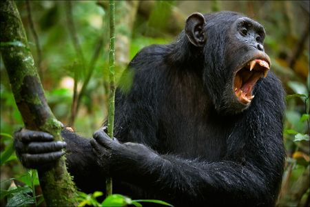 Shout. A chimpanzee, sitting in a thicket of green wood, loudly and with anxiety shouts.の写真素材
