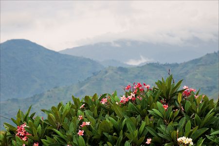 Mountains of wood Bwindi. Behind a juicy green bush with red colors the kind on mountains hidden by a fog and clouds opens.の写真素材