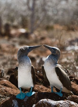 The Blue-footed Booby (Sula nebouxii) is a bird in the Sulidae family which comprises ten species of long-winged seabirds. The natural breeding habitat of the Blue-footed Booby is tropical and subtropical islands off the Pacific Ocean, most famously, the の写真素材