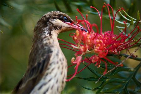 Honeyeater drinks nectar from a bright red flower.の写真素材