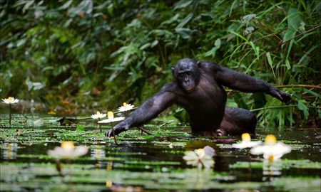 The chimpanzee collects flowers. The chimpanzee costs in water and tries to keep step with a lily flowerの写真素材