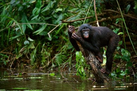 Bonobo on a branch which is sticking out of water. The chimpanzee - Bonobo has climbed on a branch in the middle of a pond and sits on her in an amusing pose.の写真素材