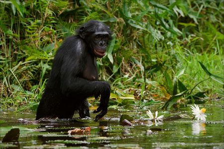 The chimpanzee collects flowers. The chimpanzee costs in water and tries to keep step with a lily flowerの写真素材