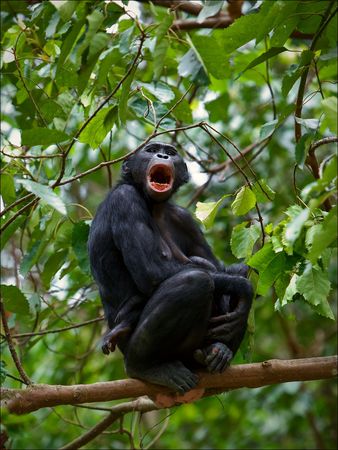 Bonobo on a branch. The chimpanzee - Bonobo with a small cub sits on a tree and is loud.の写真素材