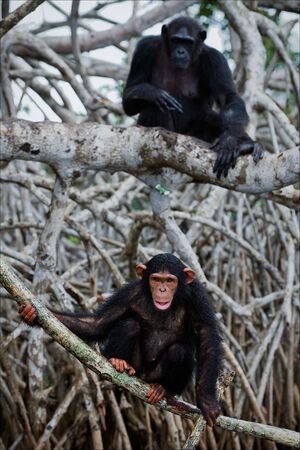 The young chimpanzee sits on roots mangrove tree, hardly his mother further sits