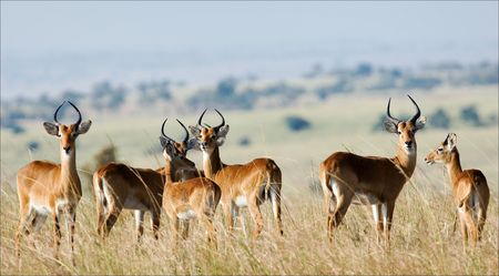 The group of antelopes the impala costs on the grass which has turned yellow from the hot sun.の写真素材