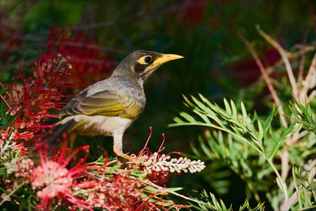 Bird sits on a bush with bright red colors.の写真素材
