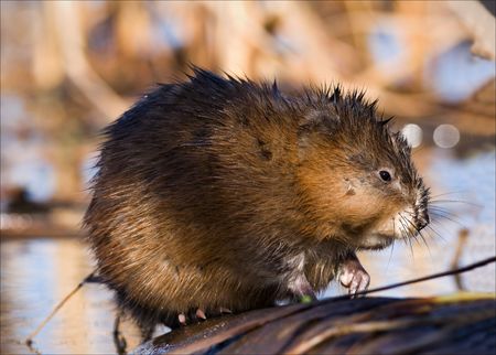 The muskrat (Ondatra zibethicus), the only species in genus Ondatra, is a medium-sized semi-aquatic rodent native to North America, and introduced in parts of Europe, Asia, and South America. Early spring. Ladoga Lake.Russia. の写真素材