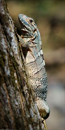 Lizard on a tree. On a thick tree trunk sits, basking in the sun, a lizard.の写真素材