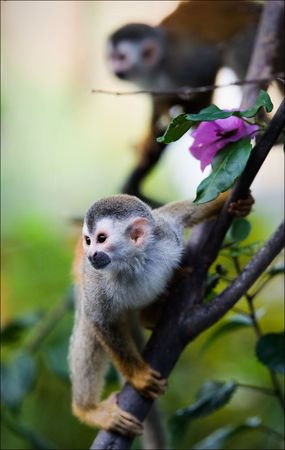 Squirrel monkey saimiri prepares for a jump.の写真素材