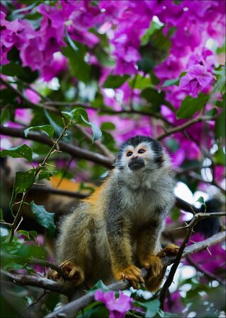 The squirrel monkeys are the New World monkeys of the genus Saimiri. They are the only genus in the...