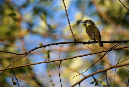 Birdie on a branch. The bird sits on a branch in the spring clear afternoon in wood Costa Rica.の写真素材