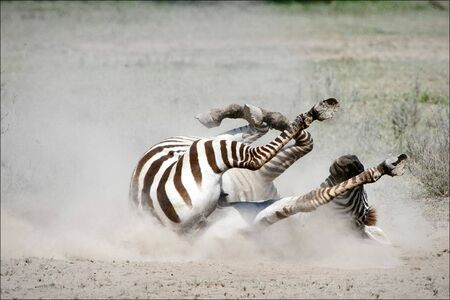 Zebra in a dust. The zebra goes for a drive by the ground, lifting dust clubs.の写真素材