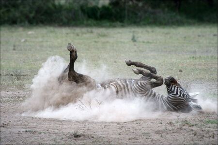 Zebra in a dust. The zebra goes for a drive by the ground, lifting dust clubs.の写真素材