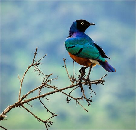 Colourful bird Superb Starling sits on a branch on a bright blue-green background.の写真素材