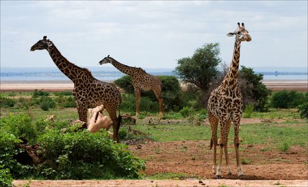 Three giraffes are fed at bushes of a prickly acacia.の写真素材
