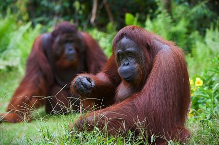 Orangutan adult female./Two orangutans sit on a green lawn and the female attentively looks. Indonesia. Borneo.の写真素材