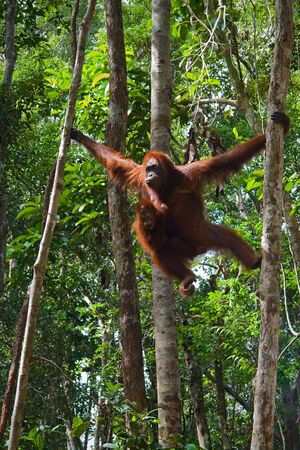 Female of the orangutan with a cub. /  In wild wood of Borneo the female with a cub makes the way on trees.の写真素材