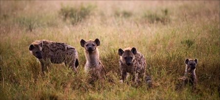 Crocuta crocuta. Family of hyenas.Hyenas early in the morning in a grass.の写真素材