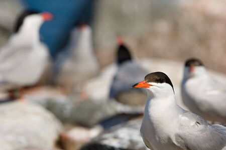 The bird's market./Colony of birdst.Island jn Ladoga lake. Russia.の写真素材