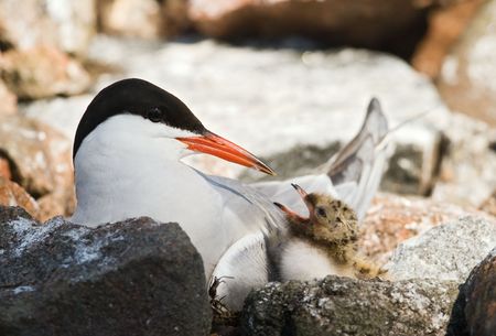 The Common Tern (Sterna hirundo) is a seabird of the tern family Sternidae.の写真素材