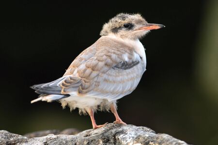 Baby bird of Common Tern./ The Common Tern (Sterna hirundo) is a seabird of the tern family Sternidae.の写真素材