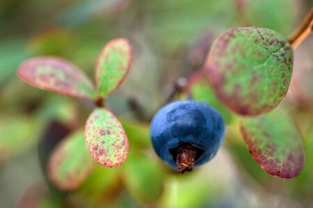 Blueberries are flowering plants of the genus Vaccinium (a genus which also includes cranberries and bilberries) with dark-blue berries and is a perennial.の写真素材