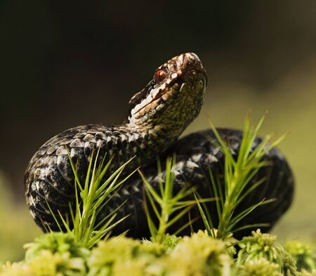 The viper was grouped for attackの写真素材