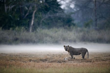 In a morning fog a lioness with the caught antelope.の写真素材