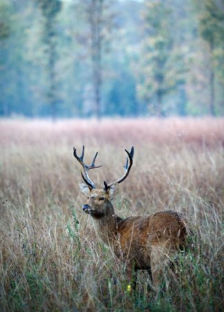 Barasingha, also called Swamp Deer,  (species Cervus duvauceli), graceful deer, belonging to the family Cervidae (order Artiodactyla), の写真素材