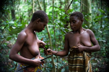 Africa. Jungle of the Central-African Republic. On November, 2nd, 2008. Women of the African Baka tribe of pygmies prepare a medicine from a malaria.のeditorial素材