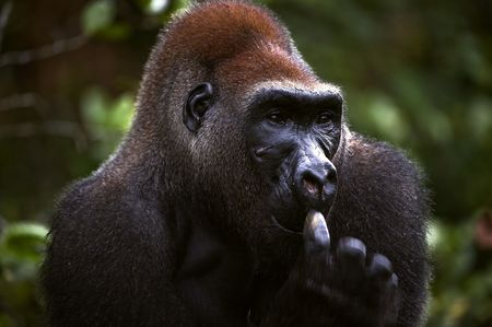 The male of a gorilla picks in a nose. A native habitatの写真素材