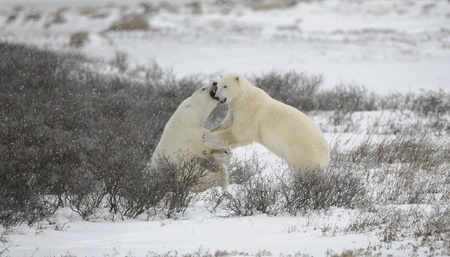 Fight of polar bears.3.  Two polar bears fight. Tundra with undersized vegetation. Snow.の写真素材