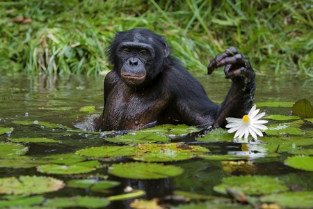 The chimpanzee collects flowers. The chimpanzee costs in water and tries to keep step with a lily flowerの写真素材
