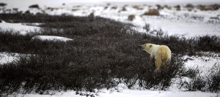 The polar bear sniffs. A portrait of the polar bear smelling air.の写真素材