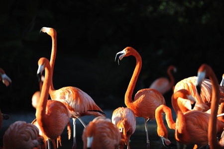 Flamingo on a decline. A portrait of group of pink flamingos against a dark background in decline beams. の写真素材