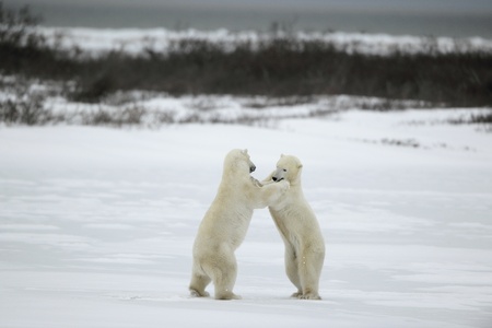 Polar bears fighting on snow have got up on hinder legs. の写真素材