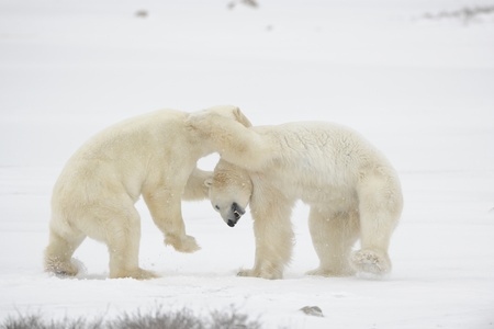 Polar bears fighting on snow have got up on hinder legs. の写真素材