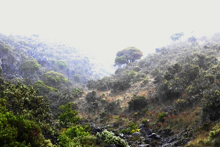 Foggy morning. Early foggy morning is high in mountains.の写真素材