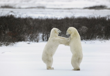 Collision. Two polar bears fight, having got up on hinder legs.の写真素材