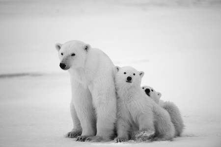 White she-bear with cubs. A Polar she-bear with two small bear cubs. Around snow.Black and white...