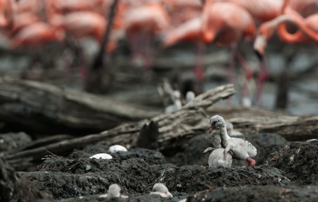 Baby bird of the Caribbean flamingo in a nest. A warm and fuzzy baby bird Caribbean flamingo in a nest.の写真素材