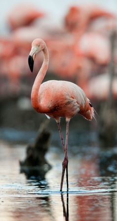 Portrait of the Caribbean flamingo. A portrait of the Caribbean flamingo. Close upの写真素材