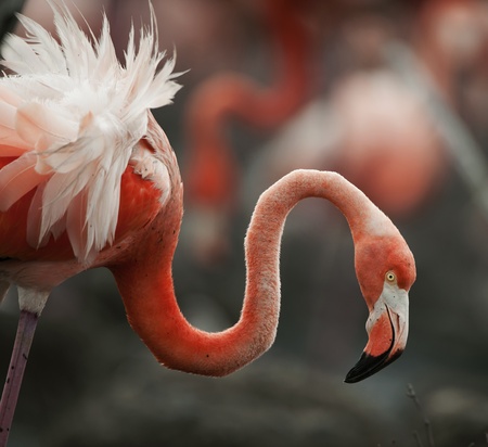 Portrait of the Caribbean flamingo. A portrait of the Caribbean flamingo on a nest. Close upの写真素材