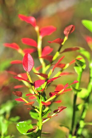 Bilberry bush. An autumn multi-colored bush of a bilberry.の写真素材