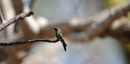 The humming-bird, with the tongue hanging out, sits on a branch against the dark blue sky.の写真素材
