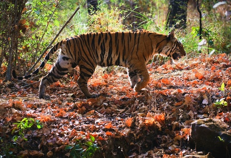 Royal Bengal tiger. Bandhavgarh National Park Reserve.の写真素材