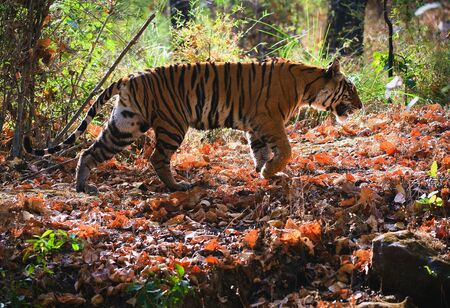 Royal Bengal tiger. Bandhavgarh National Park Reserve.の写真素材