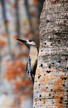 West Indian Woodpecker (Melanerpes superciliaris) .  Cubaの写真素材